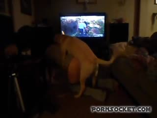 Having fun dinner with dog - dog porn