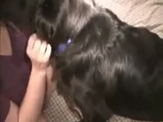 lucky dog licking pussy mistress