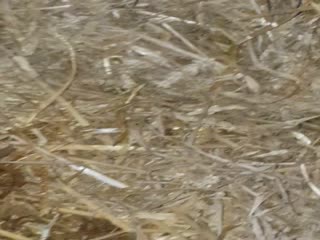 (Horse Fuck Big Cook GAY Runking 2018)