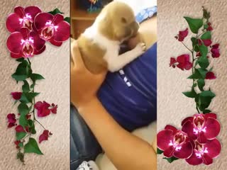 Dog Chubby sucking nice tits