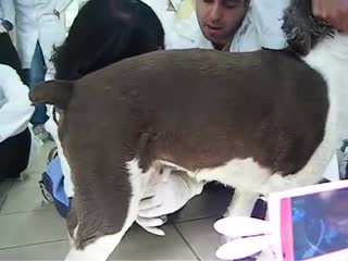 Human sucking for dog