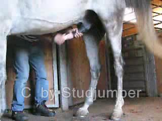 Sex Animal Porn