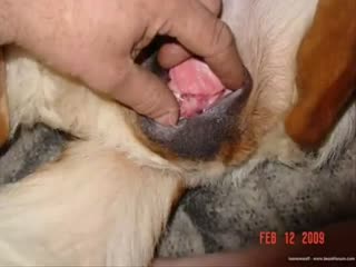 Gorgeous man fucking mare from behind