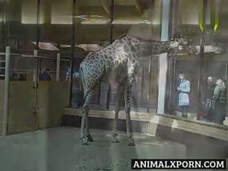 A Heartwarming Tale of Love: The Unforgettable Story of the Giraffe's Attraction!