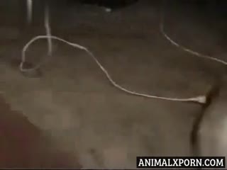 Startled By Unbelievable Sight: Watch a Dog Get Caught Red-Handed On Camera!