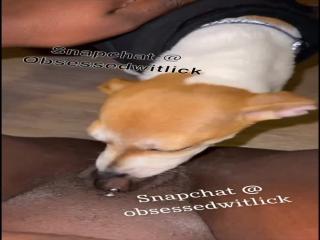 Dog licking pierced black pussy before bath  - Zoo Porn Dog Sex, Zoophilia dog sex free free porn video watch now